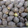 掘りたてサトイモ　土垂れ | １kg
