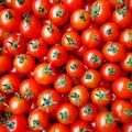 【ミニトマト】【品種：キャロルスター他】味の濃〜い ミニトマト♪　甘さ・酸っぱさのバランスgood✨【お試し500g】信州の環境にやさしい農産物認証取得 | 500g