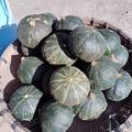 甘い坊っちゃんカボチャです 10個5kg
