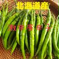 激辛青唐辛子　1kg 北海道産 | 激辛青唐辛子　1kg