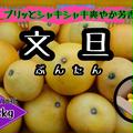 【四国 九州 本州のお客様用】ぶんたん土佐文旦フルーツ果物くだもの果実みかん柑橘《文旦／えひめ産》 | 7.5kg