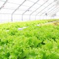 リーフレタス【お試し３種セット】＜千葉県産＞＜水耕栽培＞美味しさに自信アリ！ | 3株（1株120~140ｇ）