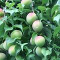 紀州みなべの南高梅「青梅」（大粒3L・4L）約3ｋｇ[限定数] | 約3㎏