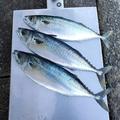 今が旬　養殖サバ３匹 | 約1.2~1.6kg