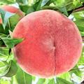 ＼朝採れ桃を即日出荷／あかつき 約3kg(7～13玉) | 約3kg