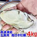 【20％OFF中】生食用４ｋｇ 急速凍結の冷凍牡蠣  殻付き 牡蠣 牡蠣 殻付き牡蠣 殻付き牡蛎 牡蛎 kaki かき カキ 松島牡蠣屋 BBQに貝類 海産物【旬祭限定】 | 4kg