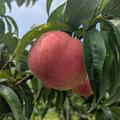長野市産🍑（たまき）３kg箱 家庭用【数量限定】 | 12玉から14玉