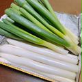 池ちゃん農園の白ネギＬ size | 約１kg  10〜12本