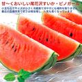 【予約受付】甘～い尾花沢小玉すいか ピノガール2玉  Lサイズ 山形県産【旬祭限定】 | 大人気！おいし～い種の小さい(気にならない)小玉すいか  ピノガール  Lサイズ  2玉