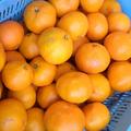 安間農園の三岳みかん🍊【🉐大玉】 | 8kg〜10kg