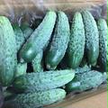 信州伝統野菜　八町きゅうり | きゅうり　1850g