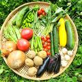 信州夏野菜セット　10品目 | 10品目