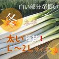 【野菜の福袋】 ⭕️至福の極甘ネギ❗️❗️✨信州産✨L/2Lサイズ混合◎20本約3.3kg✨秋冬ネギ | L/2L　20本