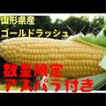 【感動の甘み】ゴールドラッシュ　とうもろこし | 7本