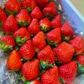 はじめまして💕きらきら🍓ほのかちゃん正味550g以上 | 正味550g以上