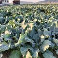 淡路島産　朝採れミニミニブロッコリー | 3㌔以内