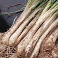 シャキシャキ朝採れ 島らっきょう | 島らっきょう1kg
