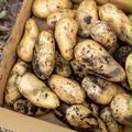 【１人１回だけの特別品】新じゃが２kg　兵庫県但馬産メークイン | メークイン2kg
