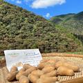 黒ボクで栽培！新じゃが（メークイン）兵庫県但馬産２ｋｇ | メークイン２kg
