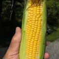 驚きの甘さ！朝採り　わくわくコーン🌽 10本セット | 約5キロ