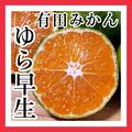 【2kg】ゆら早生 有田みかん 補償分増量 ご家庭用 | 2kg(箱込み)＋補償分増量