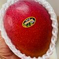 【高糖度厳選】とろける至福のプレミアム完熟マンゴー2kg(3〜6個)「沖縄西表島産」 | プレミアム完熟マンゴー2kg(3〜6個)