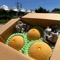 【爽やかな甘さ】手のひらサイズの食べきりミニメロン！味は普通のメロンと同じ本格派！【1.6kg、2〜3玉入り】 | 島根県産メロン1.6kg（2〜3玉）