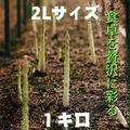 熊本にもあった！地域のシェフが認めたアスパラガス🌿全国の方へお届けする準備が整いました🤩「2Lサイズ」1Kg | 1Kg