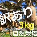 【訳あり３kg】ジャムなど加工に！農家が育てた農薬不使用 自然栽培キウイフルーツ ３kg | 訳あり３kg