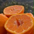 【愛媛の今津ポンカン】🍊美味しいよー🍊（5×2合）10k入 | 5×2合（10k入）
