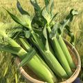 【朝採り新鮮】北海道産　ヤングコーン　50本 | 50本