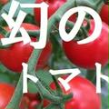 【1500ｇ】名古屋の《甘》有機栽培ミニトマト【飯田農園】幻のmiuトマト | 1500g(500g×3パック)
