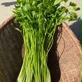 根っこまで楽しめる小川セリ　10束　せり　芹 | 小川セリ　10束 約800g