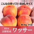 お試しサイズ 早生ワッサー1kg【贈答用】（4玉）【旬祭限定】／本気農場いけだ | 約1kg（4玉）