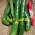 総量2kg[訳あり]サラダキュウリ🥒漬物用にいかがでしょう | 訳ありサラダキュウリ20本〜(約1.9kg)