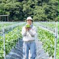 ツヤッツヤの「たじまのピーマン」１kg　兵庫県香美町産　朝採れ　産直　【旬祭限定】 | ピーマン１ｋｇ