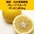 国産！白木果樹園産、グレープフルーツ(ホワイトダンカン)　約6kg | 6kg