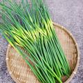 ※クリックポスト発送　和歌山古座川産　ニンニクの芽　農薬化学肥料不使用 | ニンニクの芽　500g