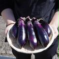 高知県産ナス1Kg(約12本) | 1Kg