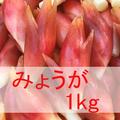 茗荷　1kg | 1kg