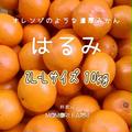 はるみ  家庭用 L-2L 約10kg | 箱込み約10kg