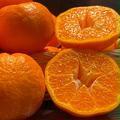 【愛媛のポンカン】🍊美味しいで〜♪（5.0k入） | 5.0k入