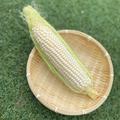 【11/10頃から発送】🚩まるでスイーツ！秋とうもろこし🌽ホワイト10～12本 | 白とうもろこし🌽10～12本（3ｋｇ）