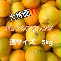 数量限定‼️和歌山県有田産　訳あり　ﾊﾞﾚﾝｼｱｵﾚﾝｼﾞ5kg　混サイズ　産地　農家直送 | 5kg