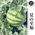 夏の至福スイカ (2025年7月収穫品） | 1玉