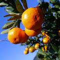 【数量限定】【訳あり】大玉サイズ‼️早生みかん🍊　10kg(箱込み) | 10kg(箱込み)