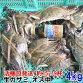 ワタリガニ オス中サイズ４ｋｇ（約15-19杯）渡り蟹 ガザミ 梭子蟹 ケジャンにも！活発送 カンナ屑梱包 活到着補償販売ではございません がざみ 蟹通販 生蟹 生カニ 活カニ 活蟹 ケジャン 漁師直送 宮城県産 国産 松島牡蠣屋 梭子蟹 雄雌B | オス中 4kg