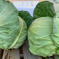 シャキ旨っ❗️淡路島産グリーンボール🥗【4個】【クール便】 | グリーンボール4個【クール便】