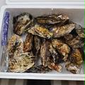 【生食可能】今が旬！生牡蠣　殻付き殻付き10キロ | 殻付き10キロ