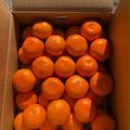 マルシオレンジFARM（マルシ農園）自慢の早生みかん🍊5kg  Mサイズ | 5kg  Mサイズ